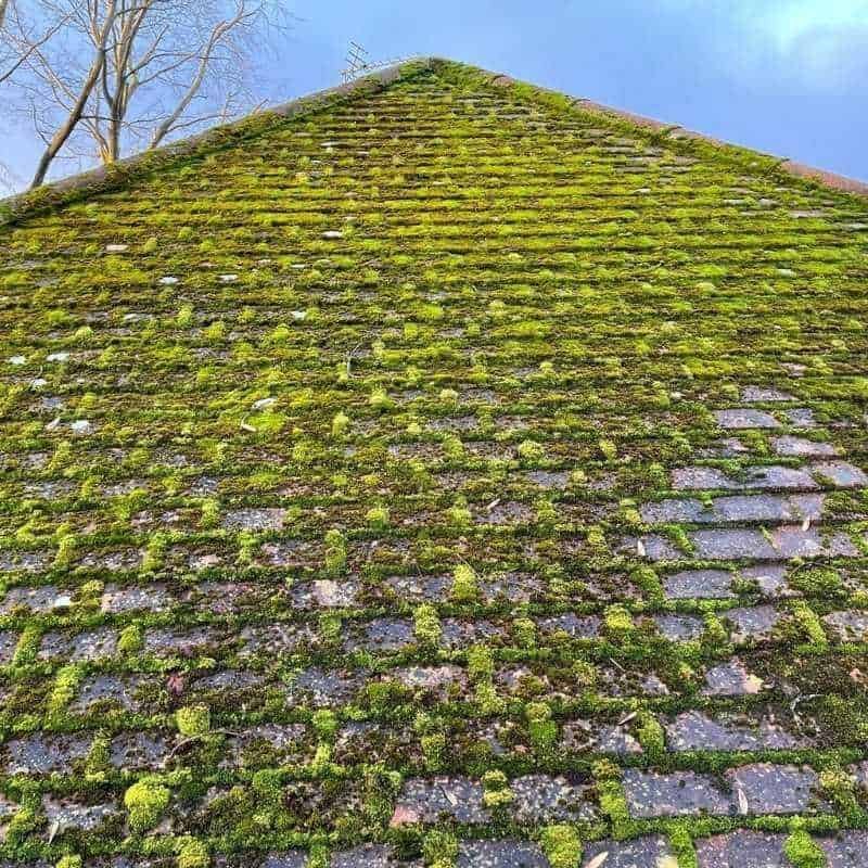 A very dirty green mossy roof before a professional roof clean in Cheshire