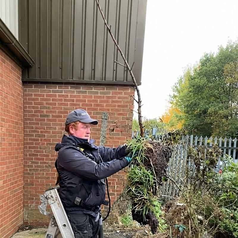 Gutter cleaning technician removing plant with roots in Northwich